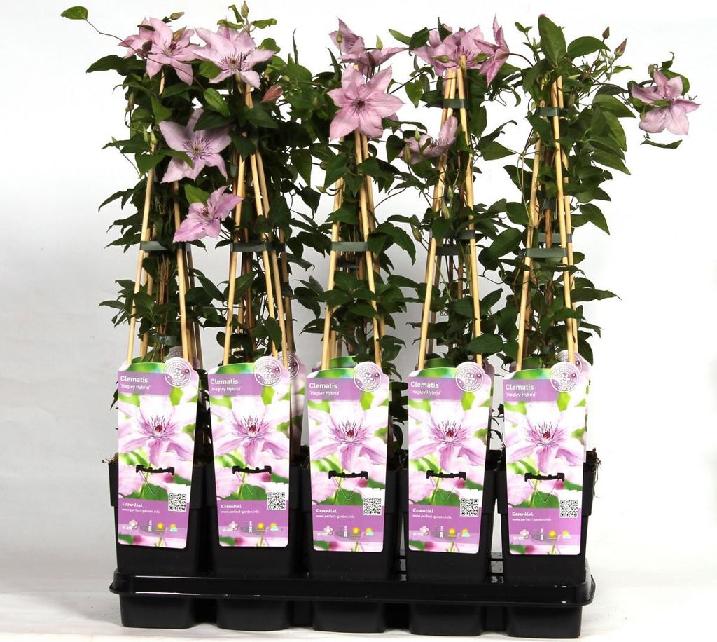 2 x Waldrebe - Clematis 'Hagley Hybrid' | 50-60 cm in Container