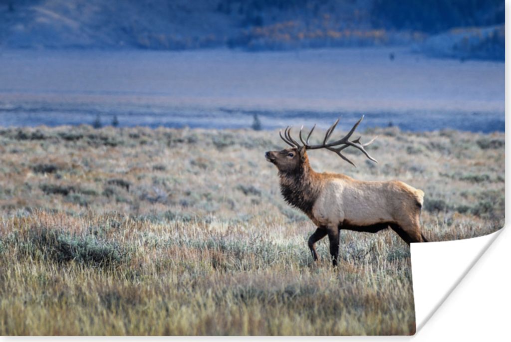 MuchoWow Poster Hirsche - Elche - Gras 60x40 cm - Schlafzimmerdekoration