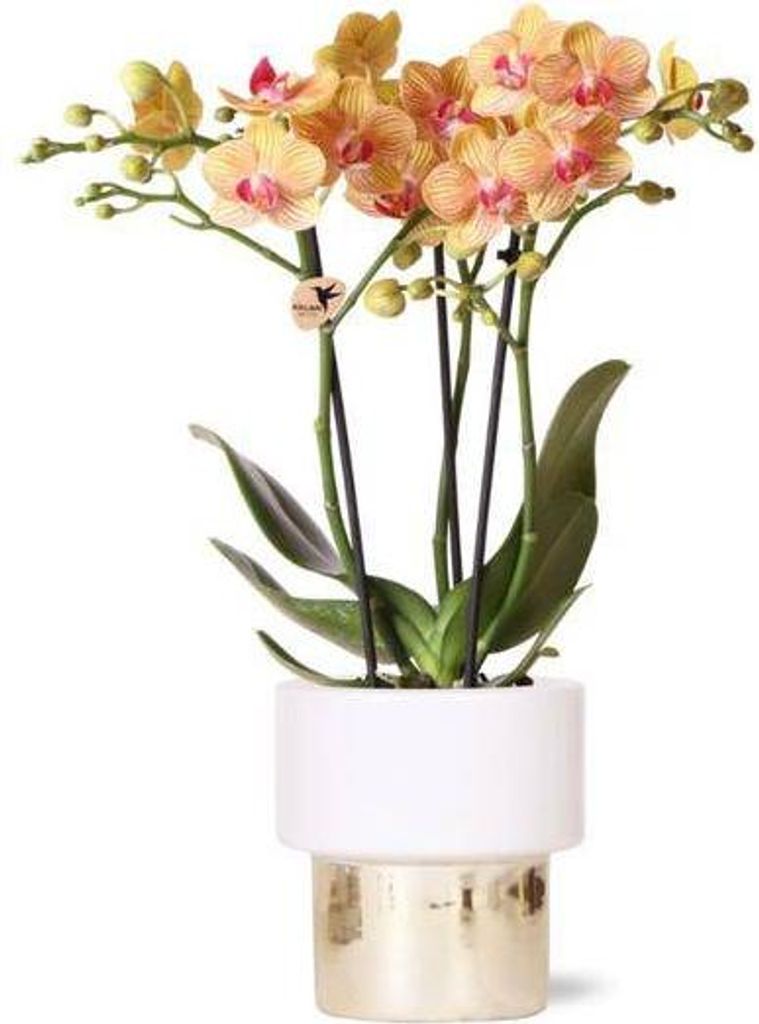 Phalaenopsis Orchidee Weiß – Jamaica – Mit Lush Topf Gold – Weiß – Ø9cm – Höhe ca. 40cm – Blühende Zimmerpflanze mit 2-3 Zweigen