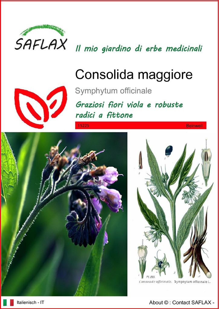 SAFLAX  - Consolida maggiore - 15 semi - Symphytum Immagine del prodotto 
