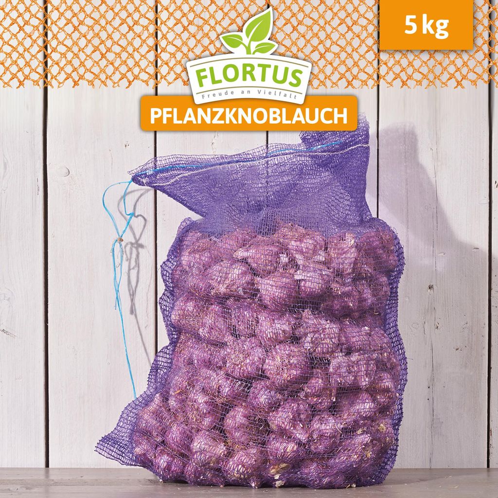 Aglio da piantare "Germidour" | Aglio da piantare di Immagine del prodotto 