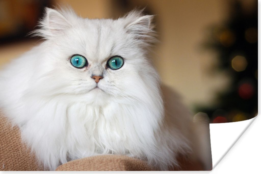 MuchoWow Poster Schneeweiße Perserkatze 60x40 cm - Schlafzimmerdekoration