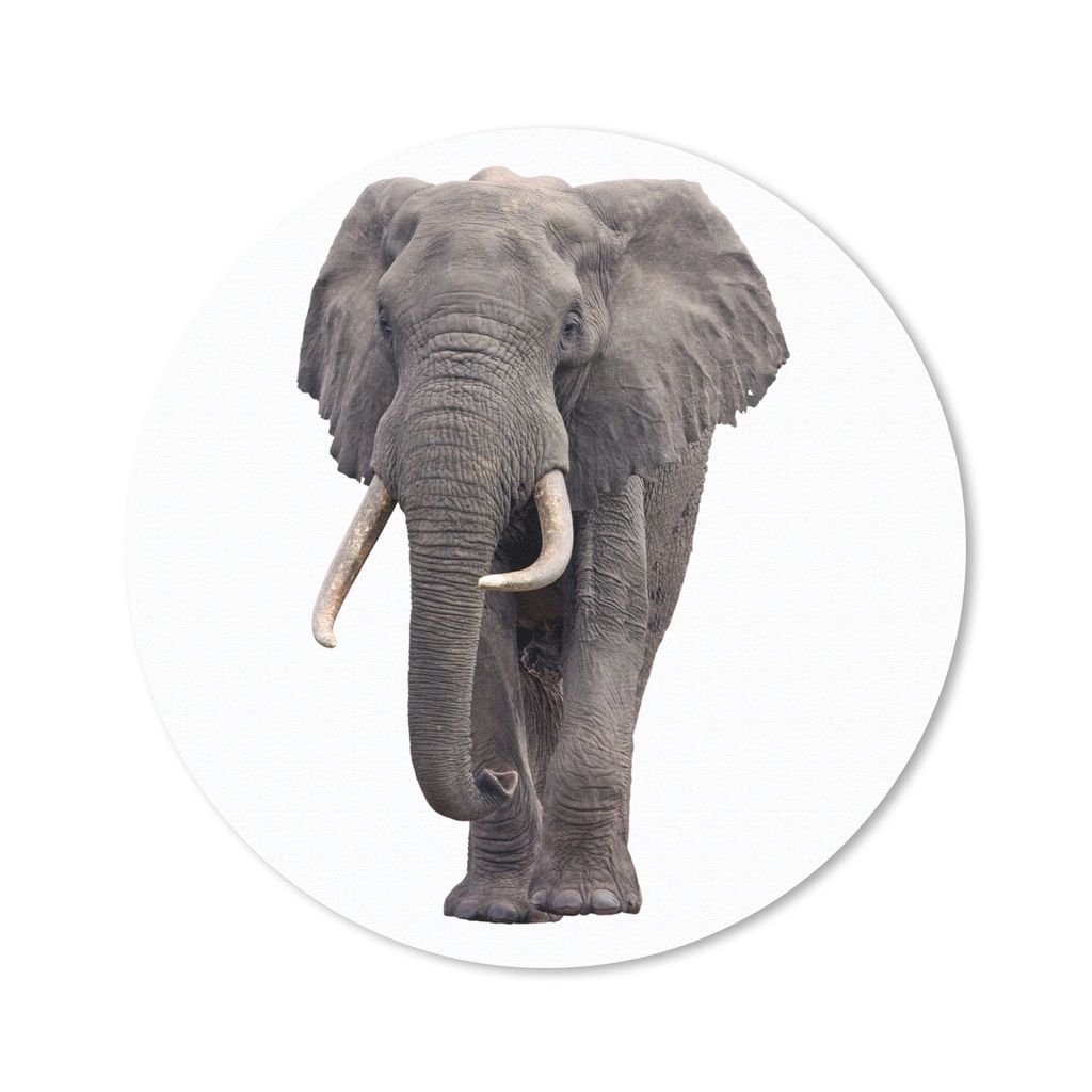 MuchoWow Mauspad Mousepad Elefant - Afrika - Weiß 40x40 cm - Mousepads - Maus Mat - Pad - Mausunterlage - Schreibtisch Accessoires