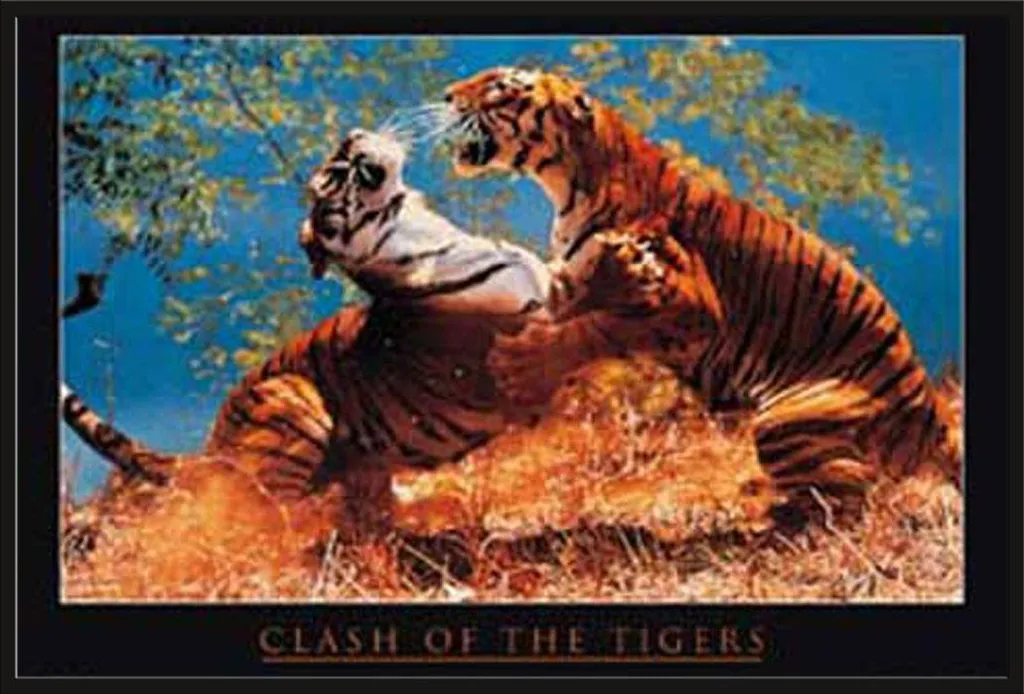 Affiche Félins Tigers Fight Cadre Maxi Noir Shinsuke Vitre Légère