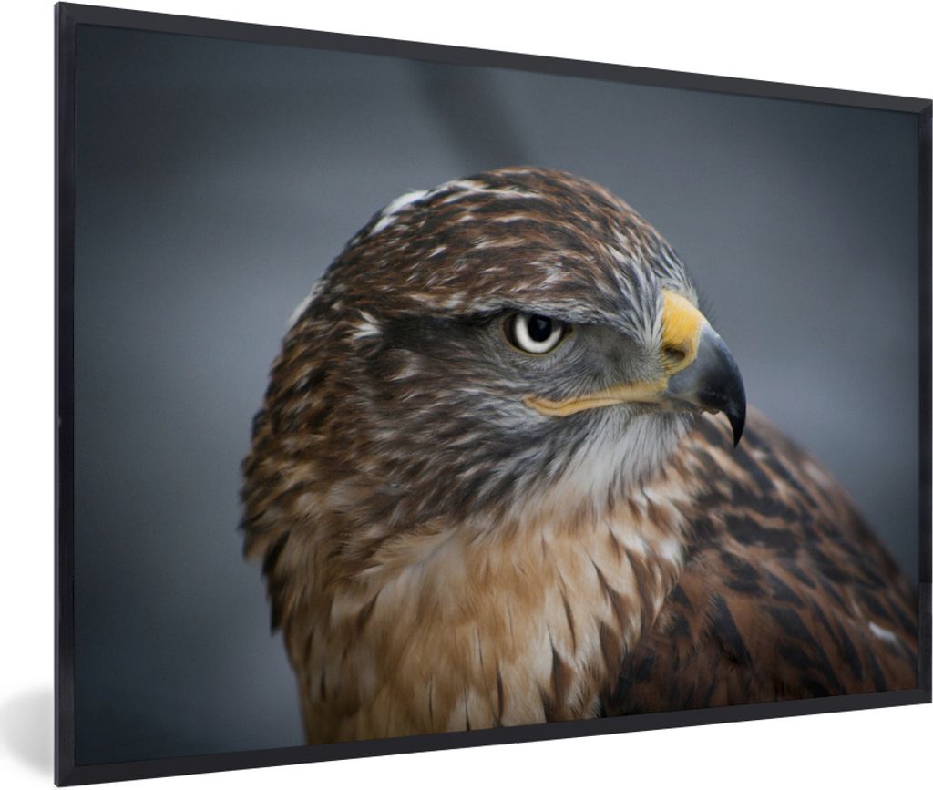 MuchoWow Gerahmtes Poster Ein Bussard aus nächster Nähe 90x60 cm - Poster mit Schwarzem Bilderrahmen Wandposter Rahmen Foto Bilder - Fotorahmen...