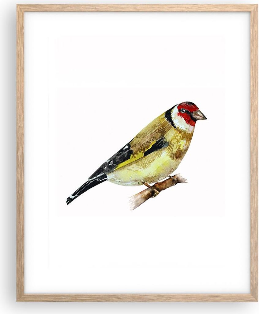 Gerahmtes Poster - Rahmen in heller Eiche - Stieglitz Vogel Aquarell - 40x50 cm - Wand Bild - Wanddeko - Wandbilder - Wandposter - Bilderrahmen - B...