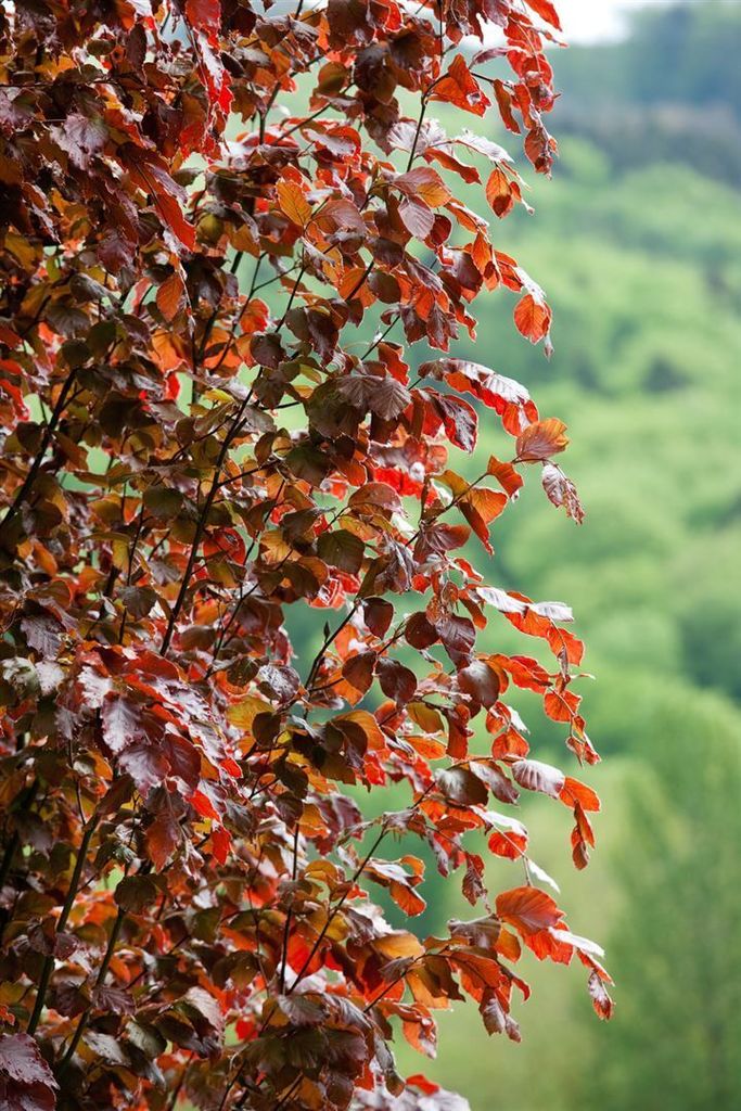 Fagus sylvatica 'Rohan Obelisk', Rotbuche, säulenförmig, 80–100 cm