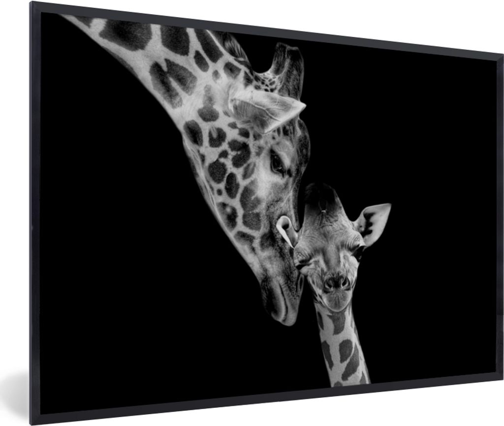 MuchoWow Gerahmtes Poster Porträt - Giraffe - Tiere - Schwarz - Weiß 90x60 cm - Poster mit Schwarzem Bilderrahmen Wandposter Rahmen Foto Bilder...