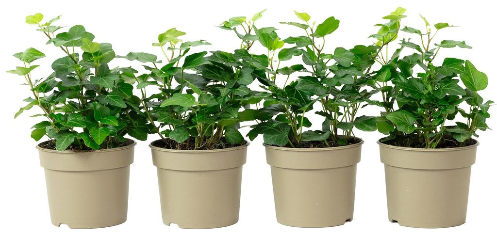 4er-Set Gemeiner Efeu - pflegeleichte Zimmerpflanze, Hedera Produktbild 