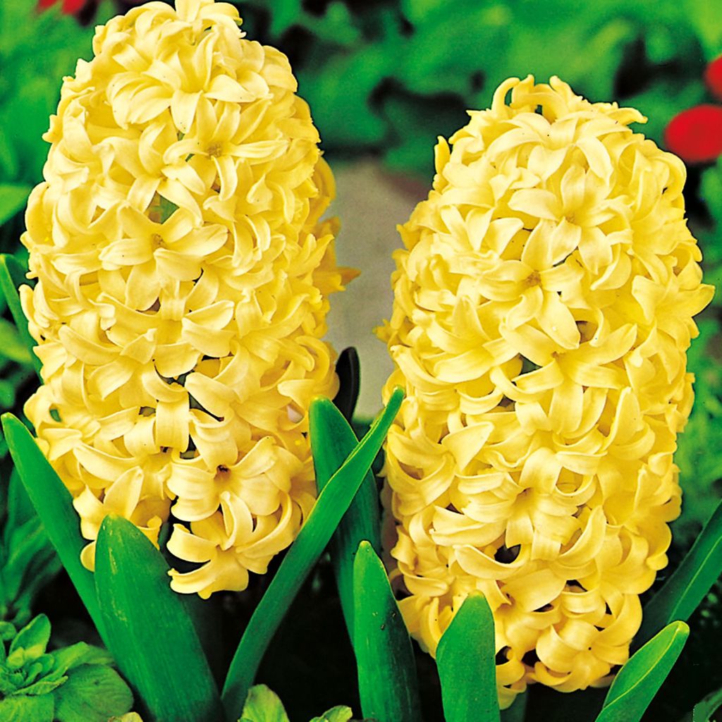Hyazinthe Blumenzwiebeln Zwiebeln Blumen Hyacinthus gelb Produktbild 