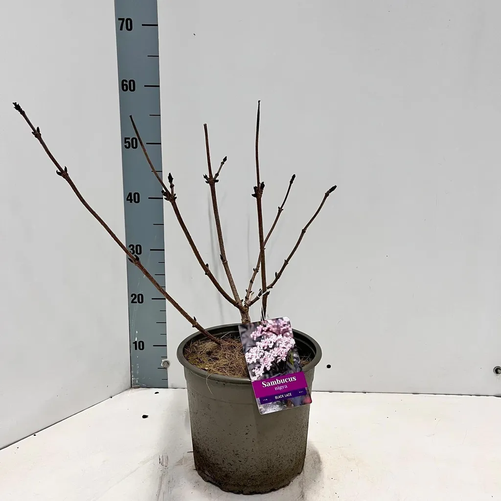 Sambucus Sureau Black Lace pour Haie de Jardin Originale Pot 40 cm