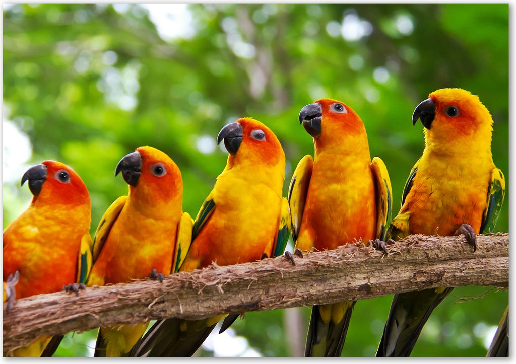 Tulup Glas-Bild - 100 x 70 - Wandbild aus Glas - Wandkunst - Wandbild hinter gehärtetem Sicherheitsglas - Tiere - Papageien auf Ast - Orange