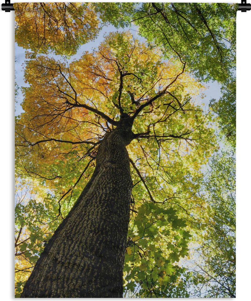 MuchoWow Wandteppich Wandbehang Baum - Natur - Wald 150x200 cm Tapisserie Dekoration Wandtuch - Wandaufhängung - Moderner