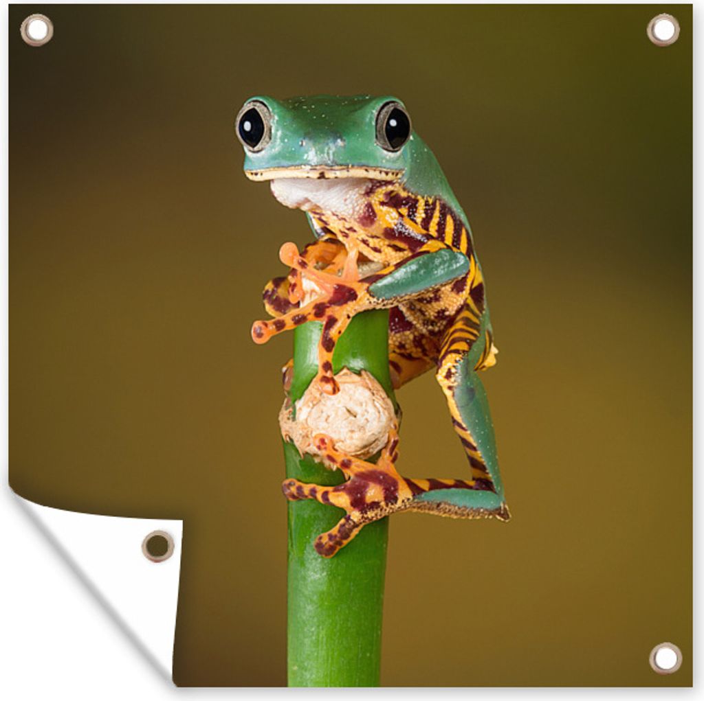 MuchoWow 100x100 cm Outdoor-Poster Gartendeko Sichtschutz Garten Poster für den Garten Frosch auf grüner Pflanze, Nahaufnahme