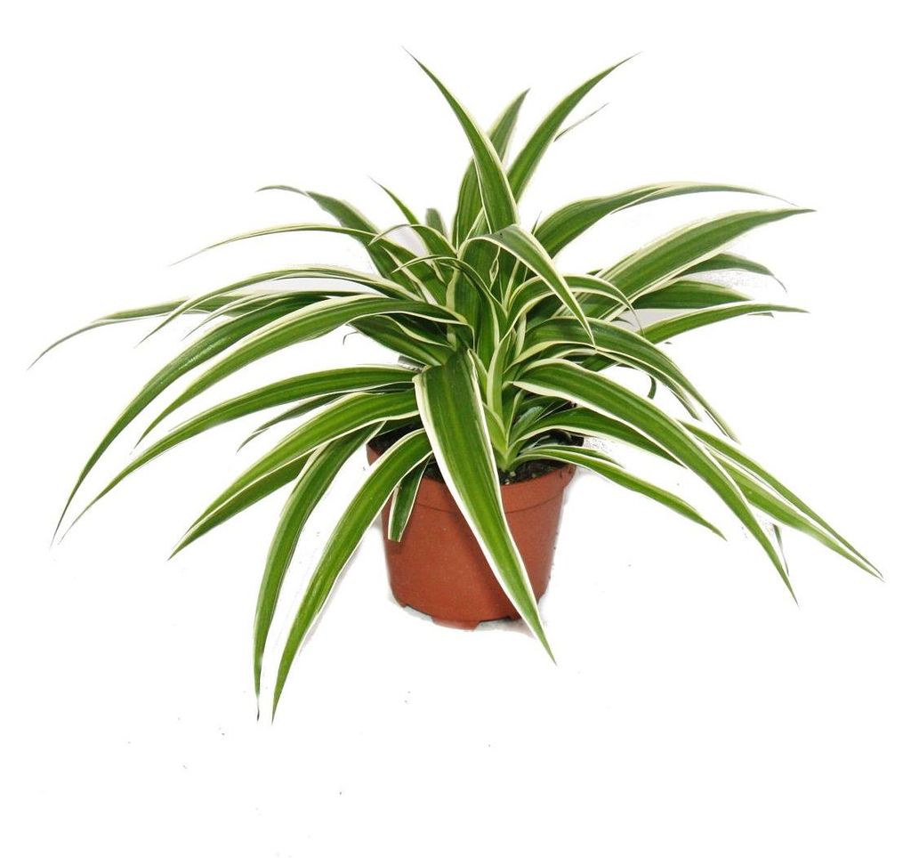 3er Set Chlorophytum Grünlilie 9cm Topf