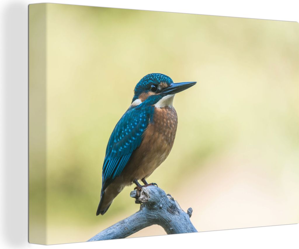 OneMillionCanvasses - Leinwandbilder - 140x90 cm, Eisvogel - Zweig - Vogel, Wandbilder Kunstdruck Wanddekoration - Foto auf Leinwand - Gemälde a...