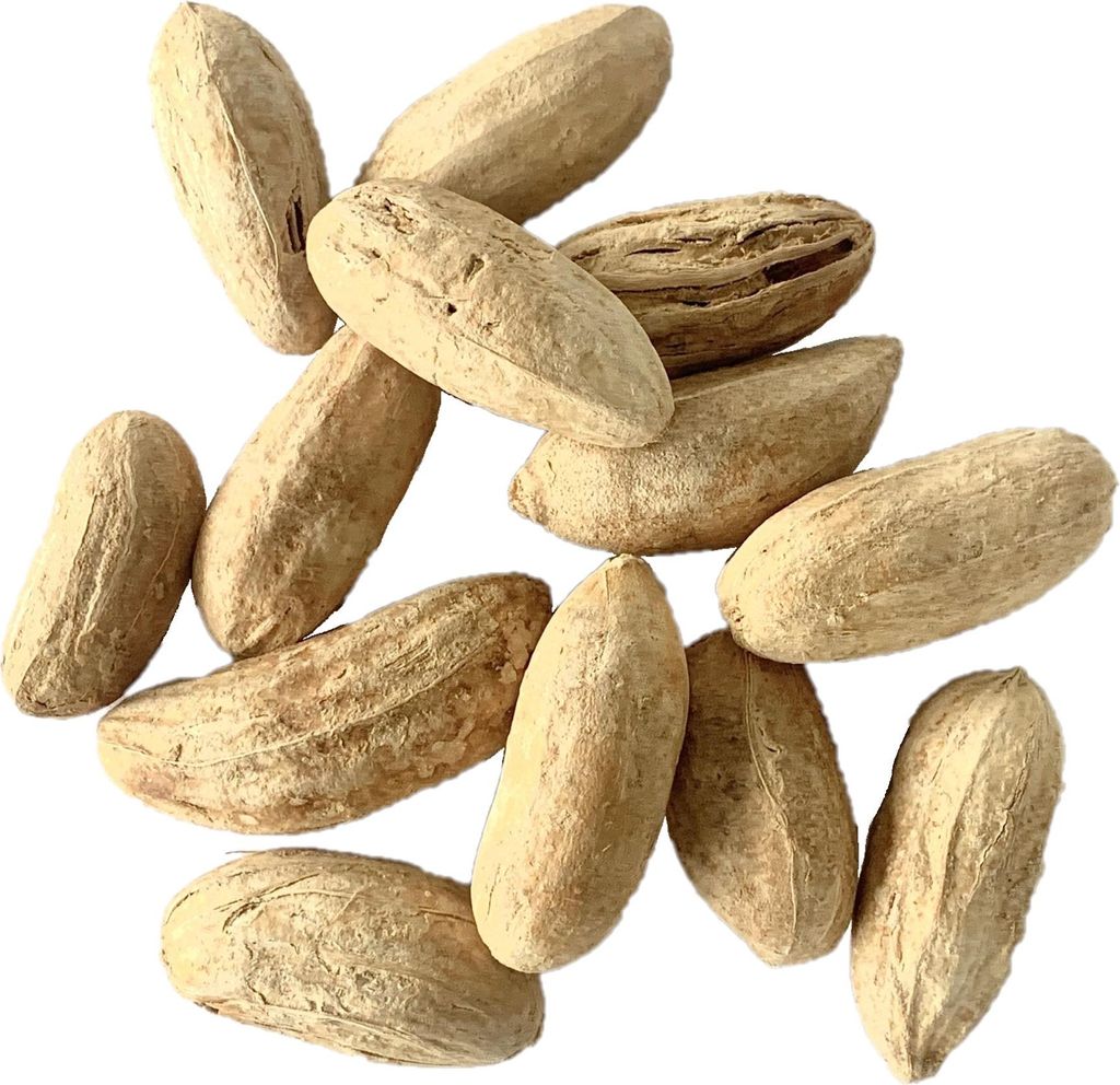 RHODODENDRON Deko-Nüsse ca. 30-80mm. 333ml.