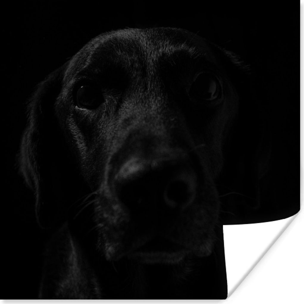 MuchoWow Poster Hund - Haustier - Schwarz 30x30 cm - Wandposter - Printing