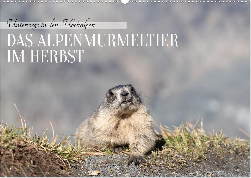 Unterwegs in den Hochalpen - Das Alpenmurmeltier im Herbst (Wandkalender 2027 DIN A2 quer), CALVENDO Monatskalender