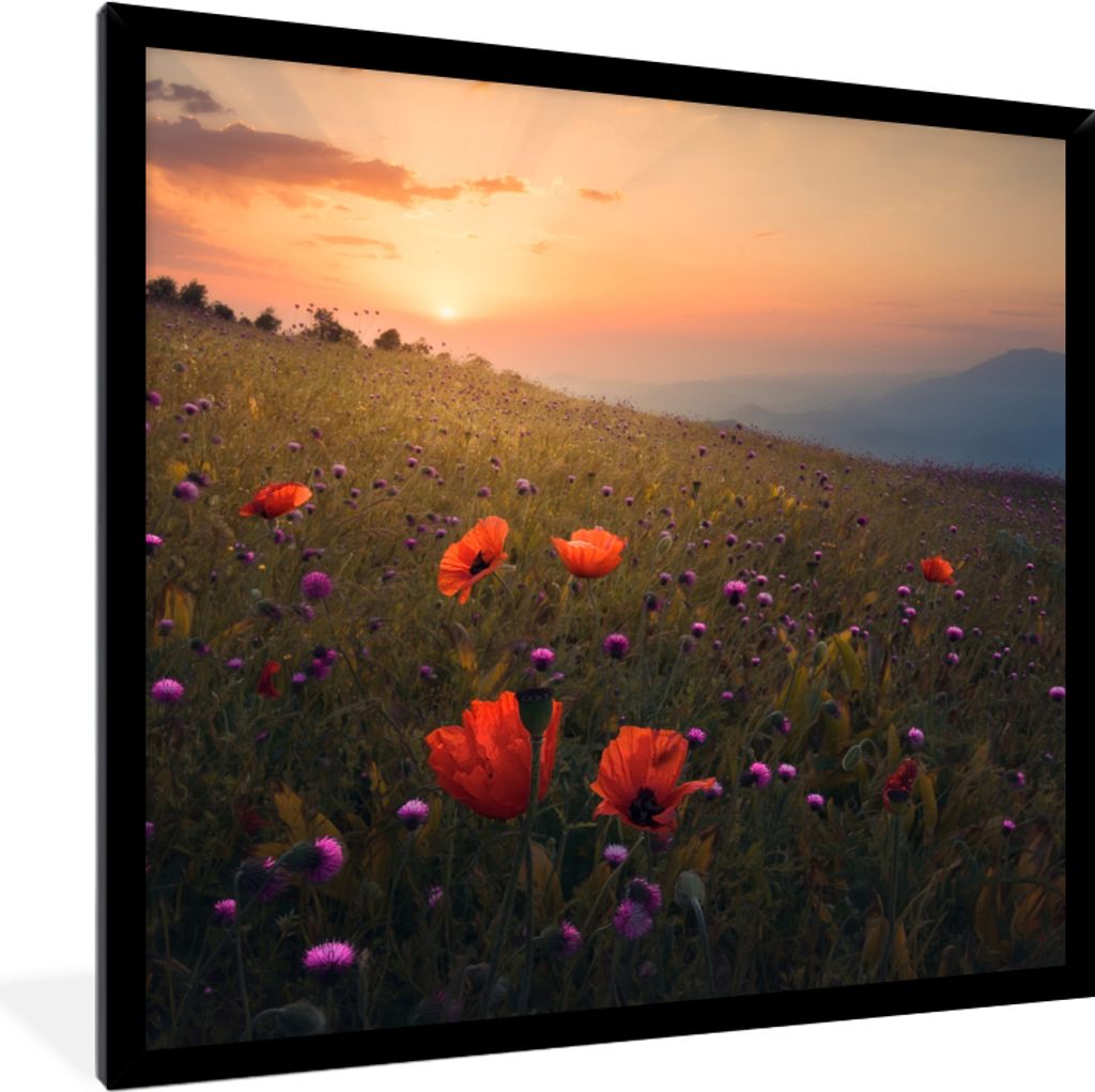 MuchoWow Gerahmtes Poster Blumenfeld - Gras - Pflanzen - Sonnenuntergang - Orange 40x40 cm - Poster mit Schwarzem Bilderrahmen Wandposter Rahmen ...