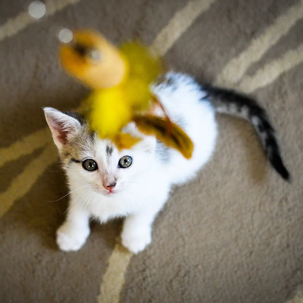 Jouet Canne à Pêche pour Chat avec Plumes Naturelles - Accessoire Félin - 2