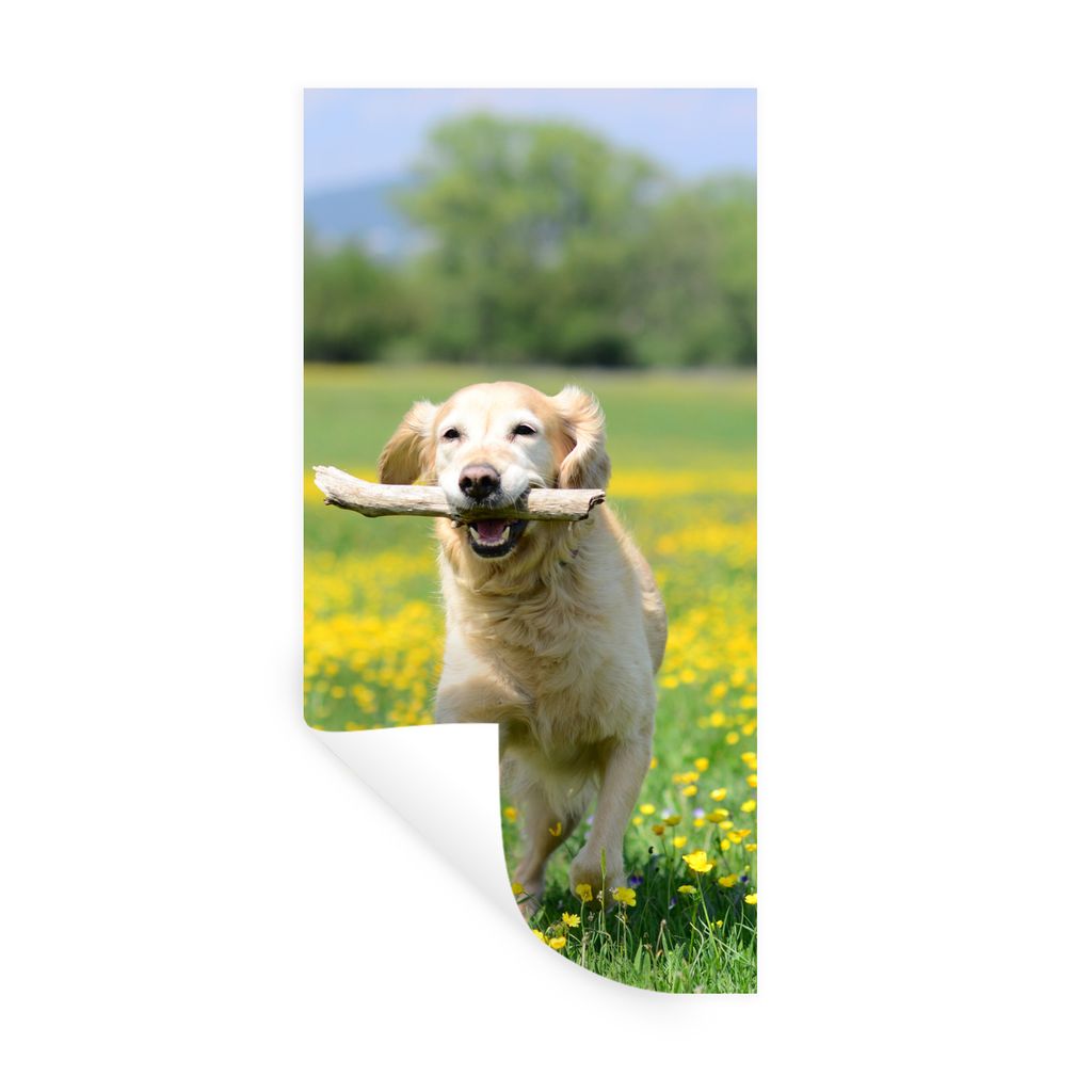 MuchoWow Wandtattoo Wandsticker Wandaufkleber Golden Retriever mit einem Zweig im Maul zwischen gelben Blumen 40x80 cm Selbstklebend und Repositi...