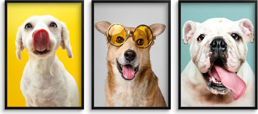 Kinder-Jugendposter Hunde Bilder für Kinder Teenager Farbe 50x70