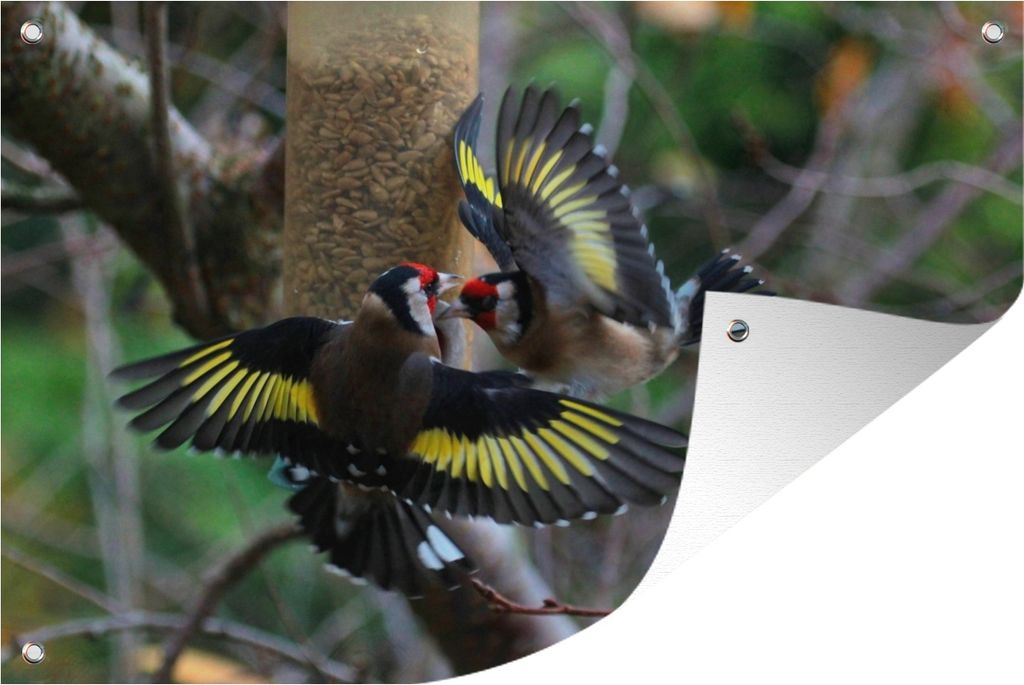 MuchoWow 60x40 cm Outdoor-Poster Gartendeko Sichtschutz Garten Poster für den Garten Zwei Stieglitze fliegen dicht an den Zweigen entlang