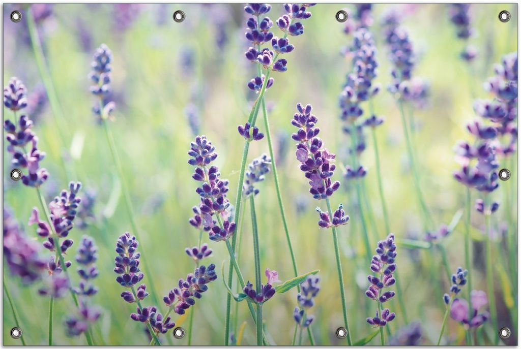 Wallario Outdoor-Poster für Garten oder Balkon, Motiv Lila Blumenfreude - Violette Pflanzen auf der Wiese, in ca. 80 x 120 cm