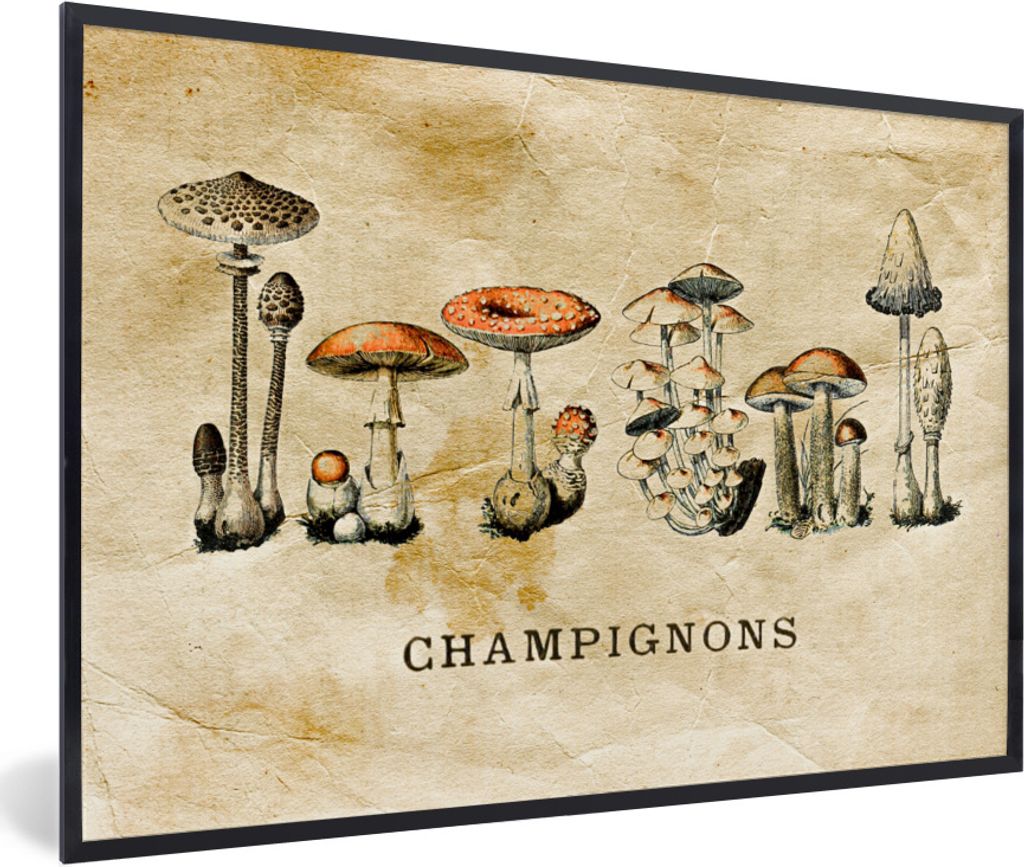 MuchoWow Gerahmtes Poster Pilz - Herbst - Vintage 60x40 cm - Poster mit Schwarzem Bilderrahmen Wandposter Rahmen Foto Bilder - Printing - Wanddek...