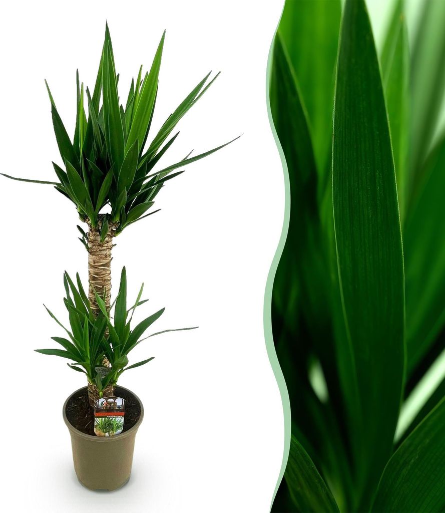Green boutiQ - Plante d'intérieur - Yucca elephantipes - Image du produit 