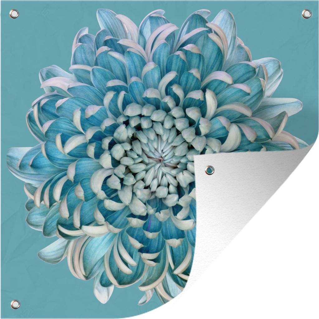 MuchoWow 100x100 cm Outdoor-Poster Gartendeko Sichtschutz Garten Poster für den Garten Blaue Chrysantheme