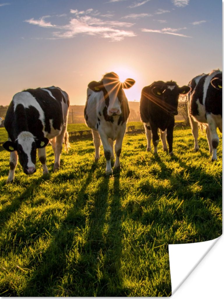 MuchoWow Poster Kühe - Sonne - Gras - Tiere - Bauernhof 60x80 cm - Schlafzimmer Dekoration