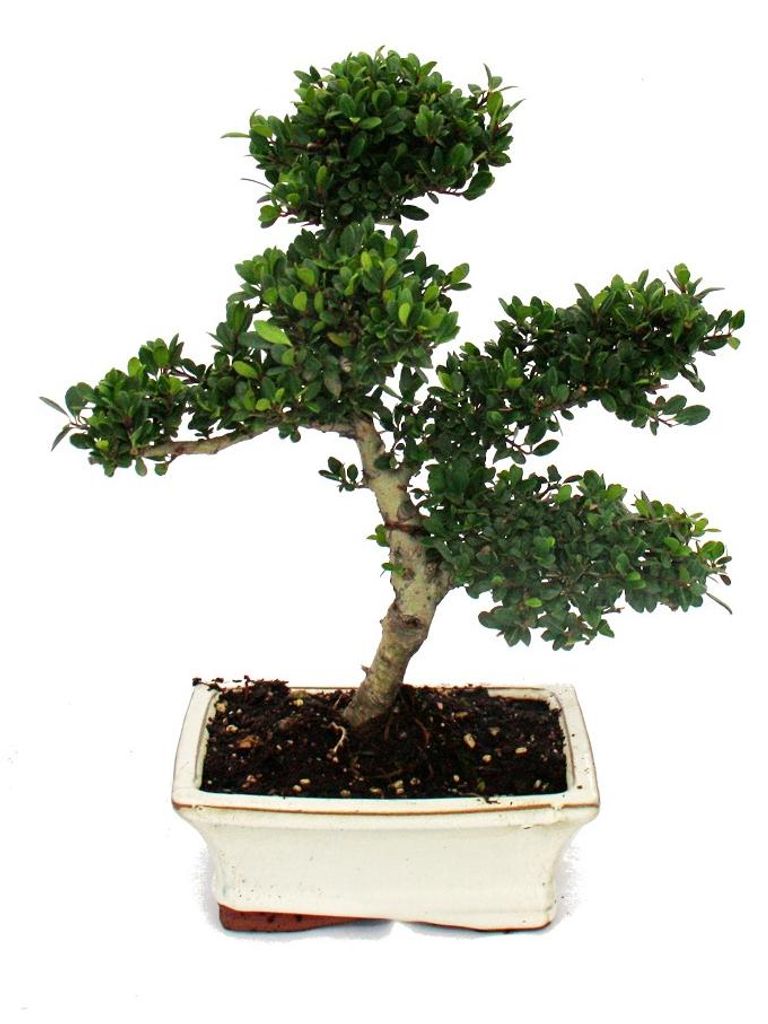 Bonsai Ilex crenata - Japanische Stechpalme ca. 6 Jahre Produktbild 