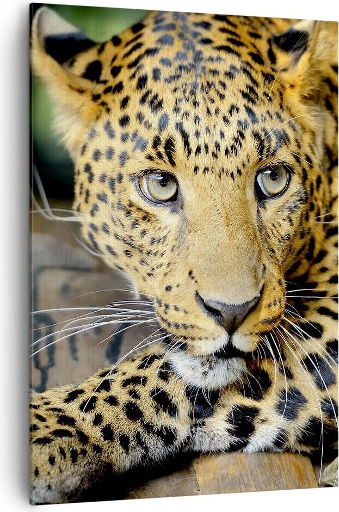 Bild auf Leinwand - Leinwandbild - Einteilig - Tiere gefährlich wilde katze - 70x100cm - Wand Bild - Wanddeko - Wandbilder - Leinwanddruck - Wandd...