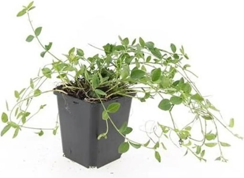 Vinca minor Gertrude Jekyll - Pervenche blanche, Lot de 60 pots de 9cm