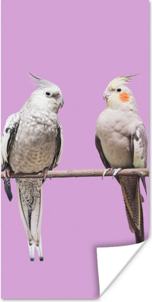 MuchoWow Poster Sittiche - Zweig - Rosa 75x150 cm - Dekoration für die Wände