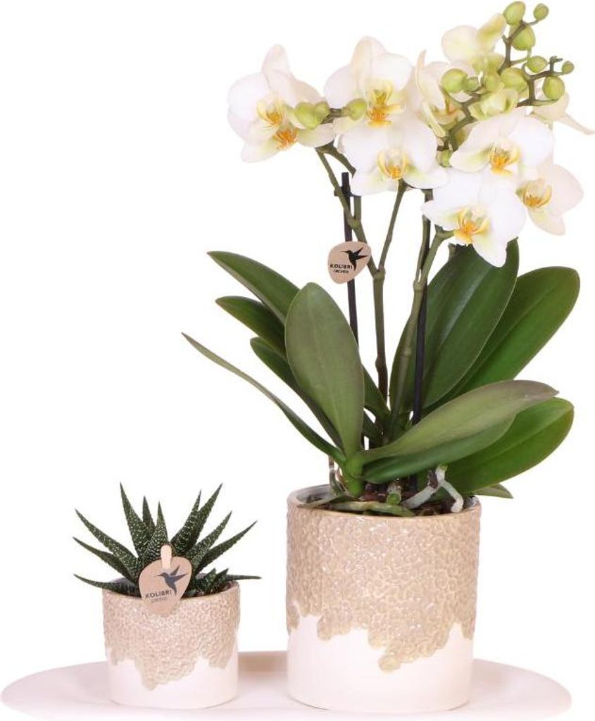 Geschenkset mit Weißer Lausanne Orchidee Grünpflanze und Übertöpfen in Sandoptik