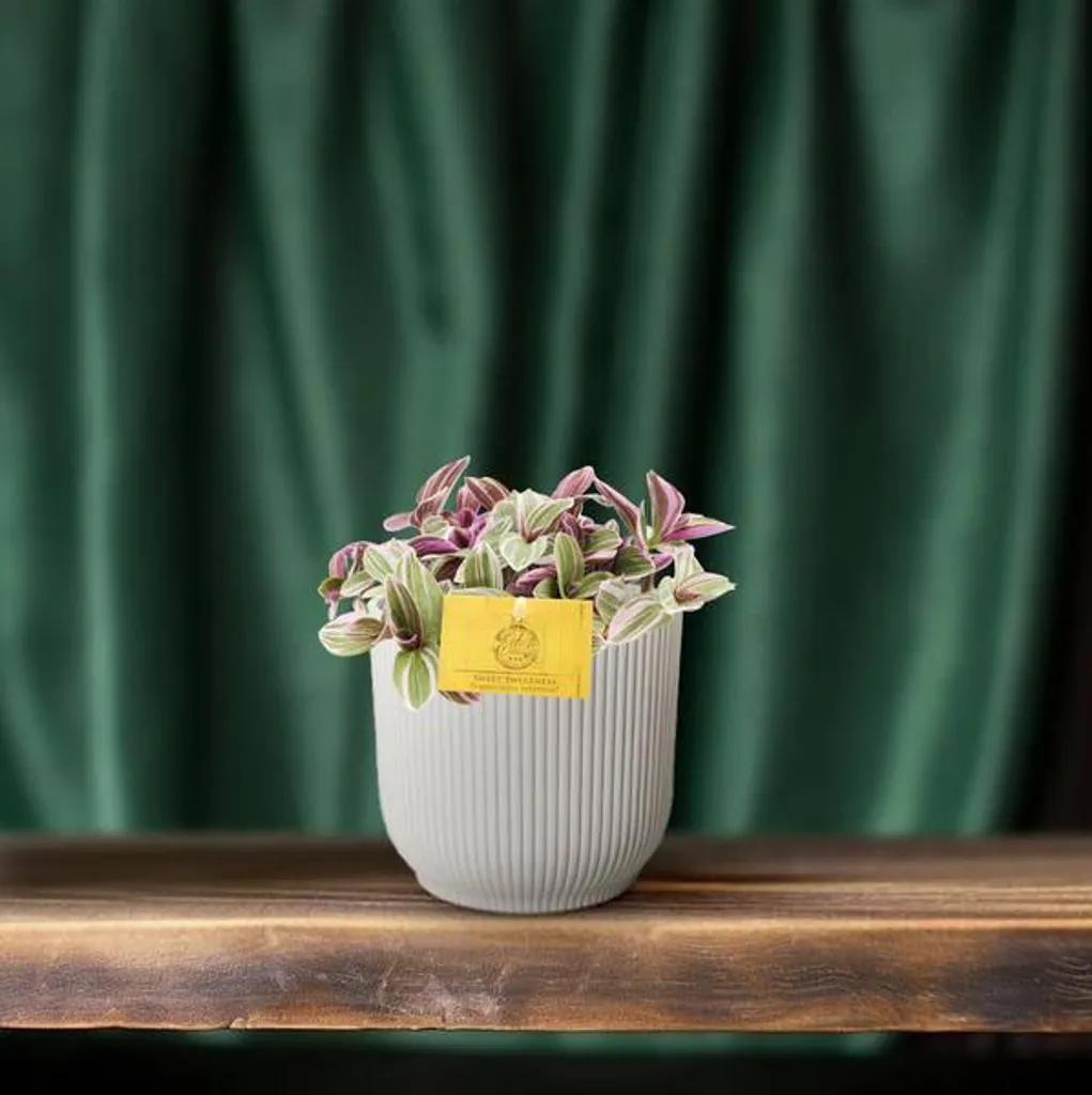 Tradescantia Sweetness Compacte : Plante Rose Robuste Facile Ø 10cm - 2