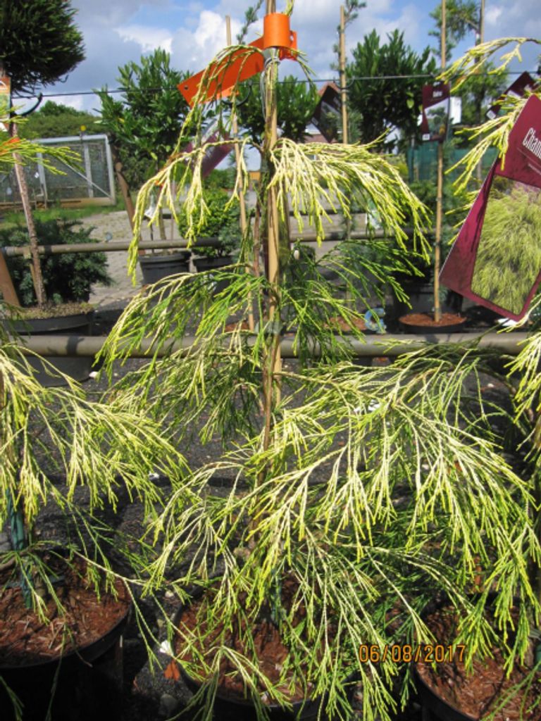 Chamaecyparis lawsoniana Karaca - Scheinzypresse Karaca - 60-80cm