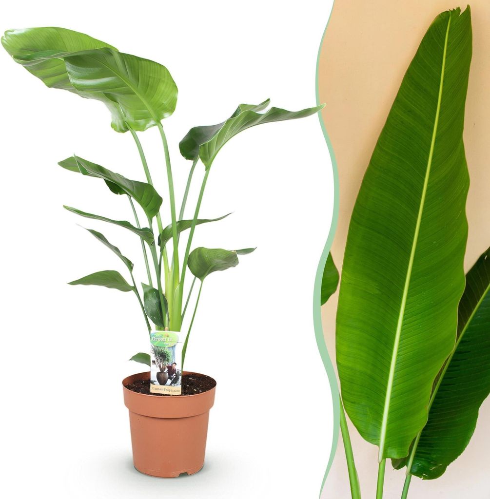 Green boutiQ - Zimmerpflanzen - Strelitzia Nicolai - Paradiesvogelblume - Wenig Pflege - Grün - 1 Pflanze - Topf 21cm - Höhe 110-120cm
