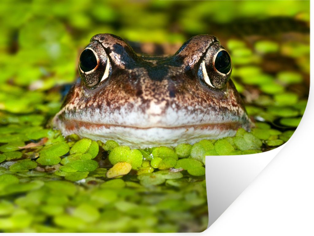 MuchoWow - Aufkleber