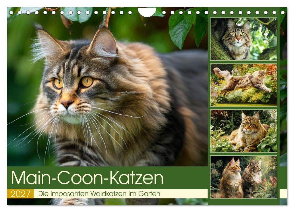 Main-Coon-Katzen. Die imposanten Waldkatzen im Garten (Wandkalender 2027 DIN A4 quer), CALVENDO Monatskalender