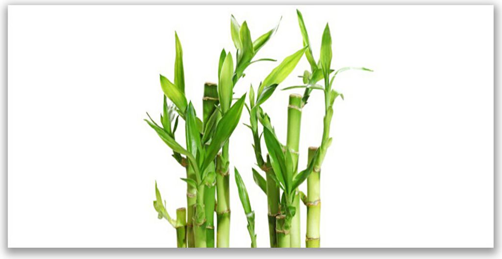 Küchenrückwand aus Glas 140x70cm Spritzschutz Bambusrohre Pflanzen