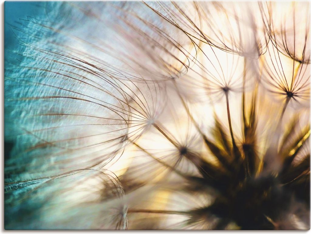 ARTland Leinwandbild Pusteblume Makro abstrakt Größe: 60x45 cm