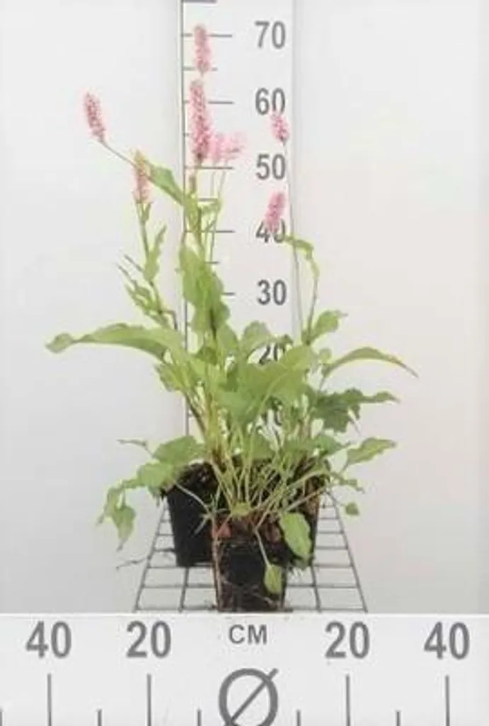 6 Persicaria bistorta Superba en pot 9cm - Renouée à bougies robuste