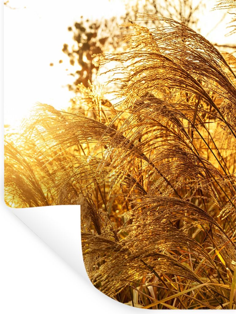 MuchoWow Wandtattoo Wandsticker Wandaufkleber Pampasgras - Sonne - Gras 90x120 cm Selbstklebend und Repositionierbar - Faltenfrei