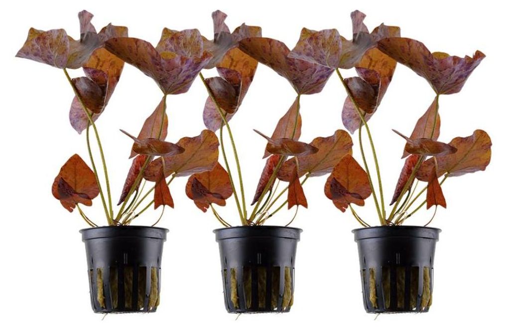 Aquarium Pflanze 3 Stück Nymphaea Lotus Tigerlotus Produktbild 