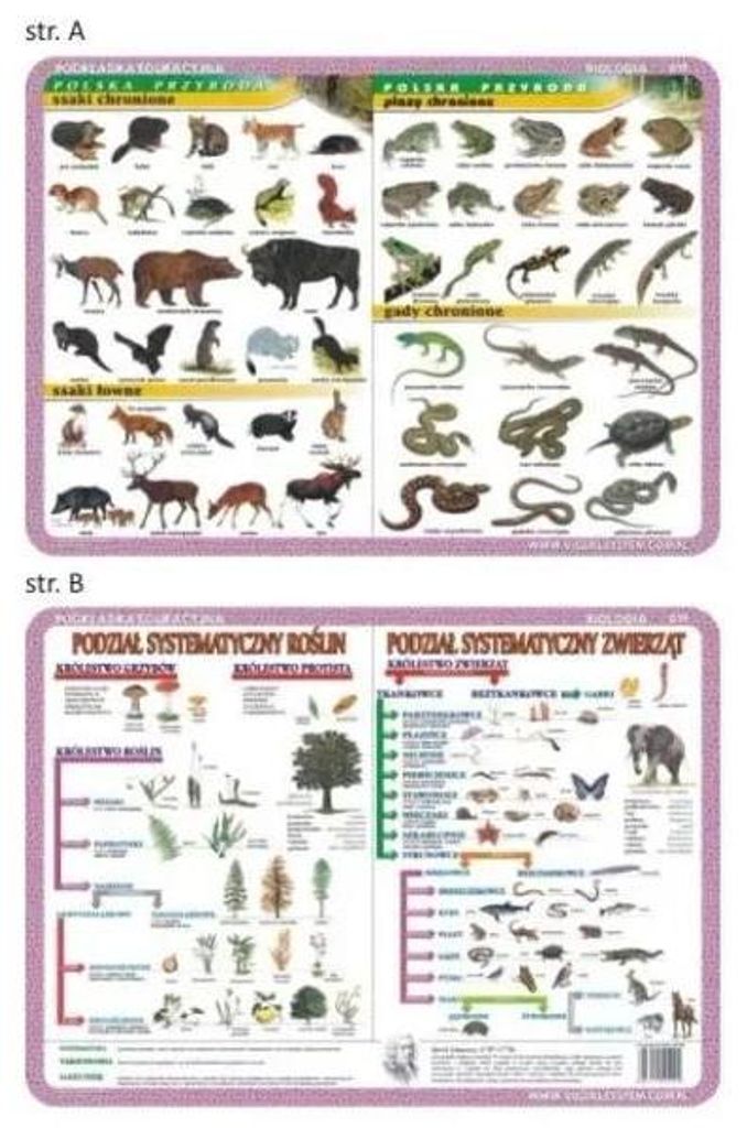 Unterlage Nr. 019 – Säugetiere, Amphibien und Reptilien... – Visual System
