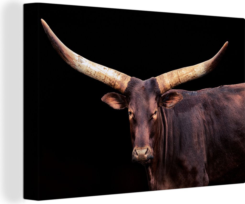 OneMillionCanvasses - Leinwandbilder - 150x100 cm, Kuh - Watussi - Schwarz, Wandbilder Kunstdruck Wanddekoration
